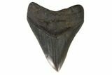 Serrated, Fossil Megalodon Tooth - South Carolina #122241-1